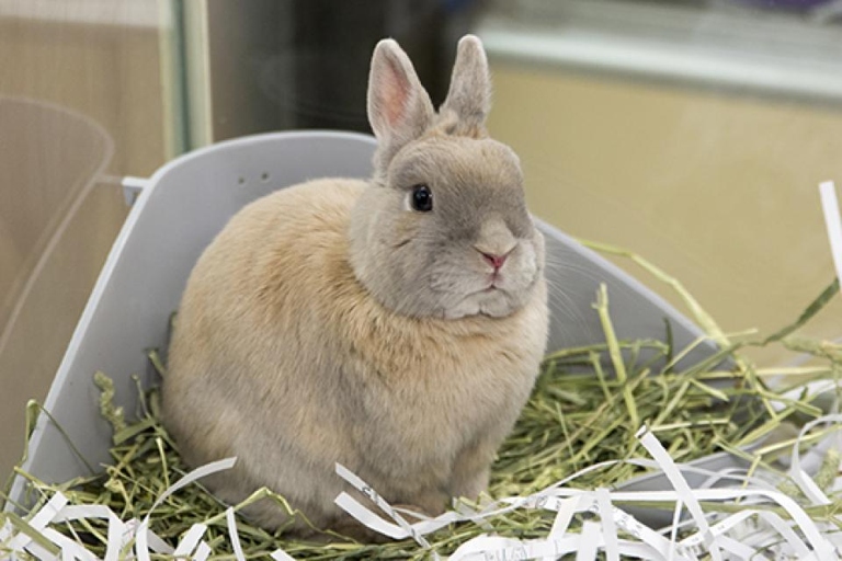 Rabbits are social animals and love to play.