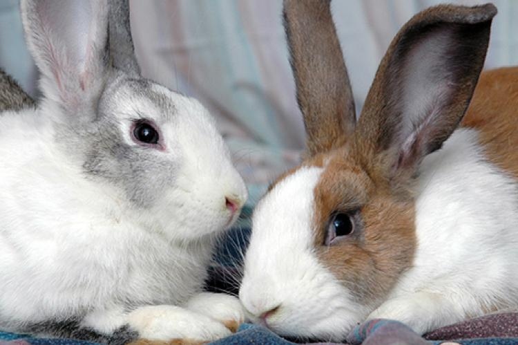 Rabbits are social creatures and enjoy being around people.