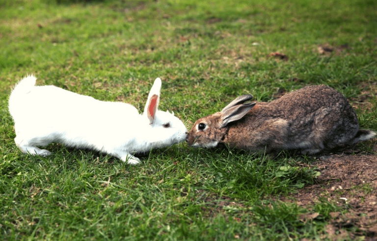 Rabbits are social creatures and will usually get along, but there are times when they will fight over territory.