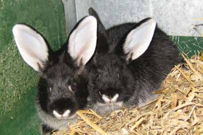 Rabbits are social creatures that enjoy the company of their owner and other rabbits.
