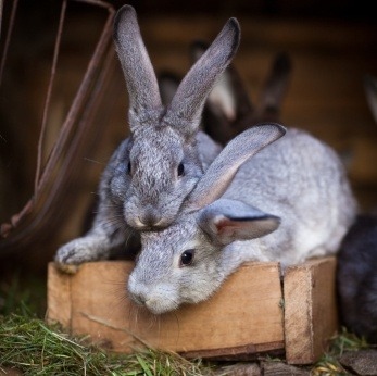 Rabbits are susceptible to a number of illnesses and diseases.