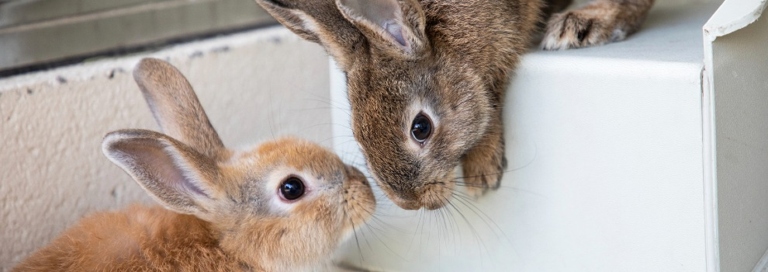 Rabbits are susceptible to many health problems, so it is important to take them to the vet for regular checkups.