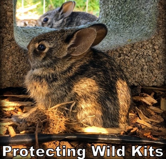 Rabbits are very protective of their young and will do everything they can to keep them safe.