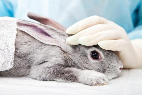 Rabbits are very sensitive to sudden changes in temperature and can die easily from exposure to extreme cold or heat.