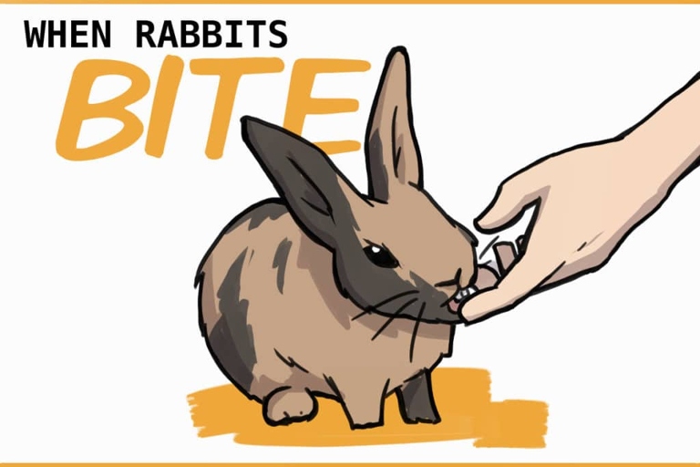 Rabbits bite clothes as a way to communicate that they need something, like more food or attention.