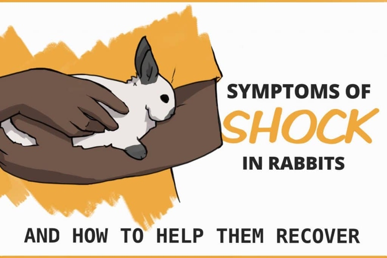 Rabbits can die easily from shock or stress.