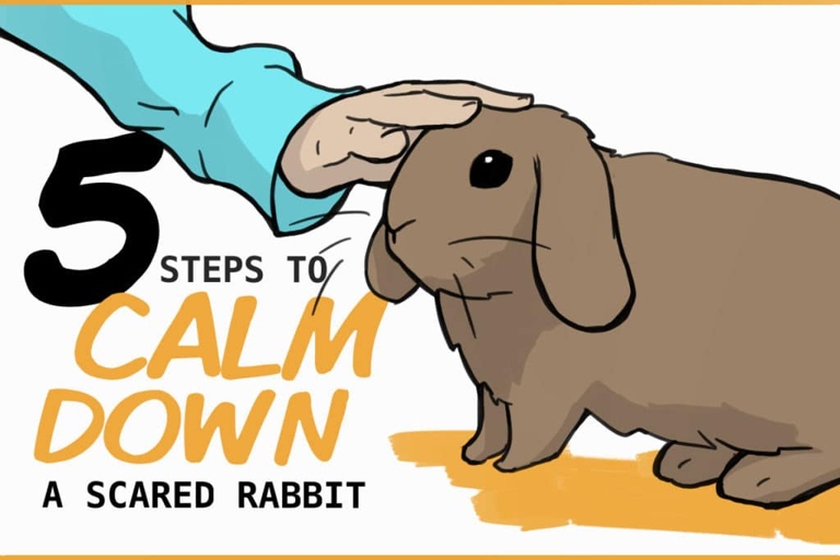 Rabbits can die easily from stress, so it's important to keep them calm and comfortable.
