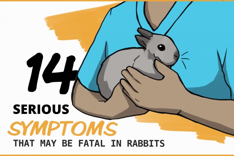 Rabbits can die easily from stress, so it's important to know the signs that your rabbit is dying.