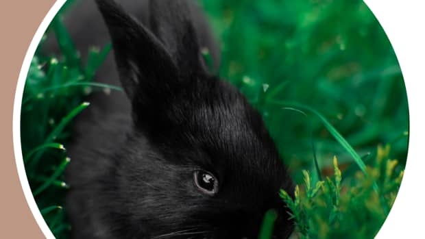 Rabbits can die easily if they swallow a sharp object.