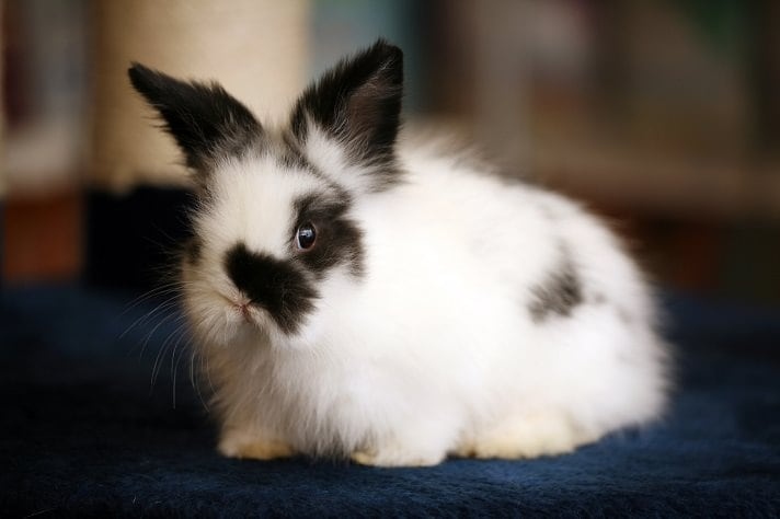 Rabbits can die from severe spasms, which can be caused by many things.