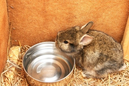 Rabbits can drink water out of a bowl, but they prefer to drink from a water bottle.