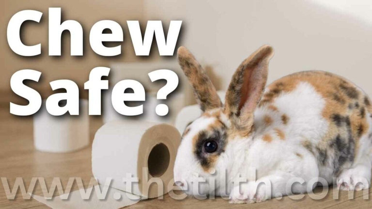 Rabbits can eat toilet paper, but it is not good for them.