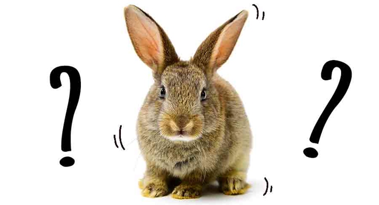 Rabbits can experience involuntary movements due to a variety of reasons.