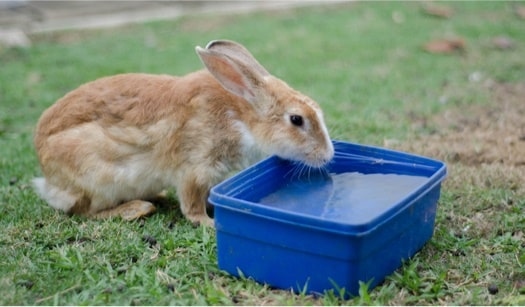 Rabbits can go without water for several days, but they will become dehydrated and need to drink water as soon as possible.