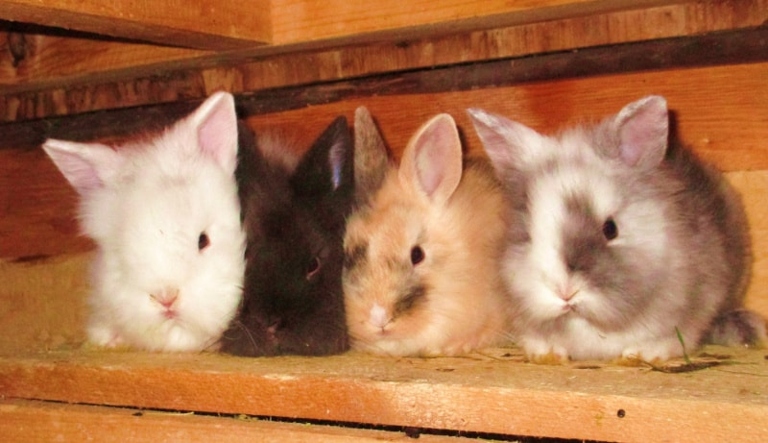 Rabbits can have litters of anywhere from one to twelve baby rabbits.