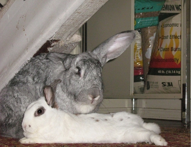 Rabbits can reproduce quickly, so consider neutering or spaying your rabbits.