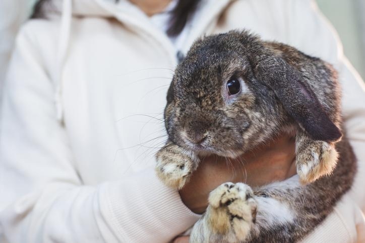 Rabbits can spray urine when they are stressed, afraid, or have other behavioral problems.