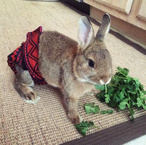 Rabbits can wear diapers, but they may not like it.