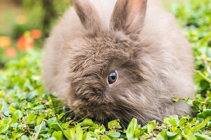 Rabbits do not teethe, as they are born with their full set of teeth.