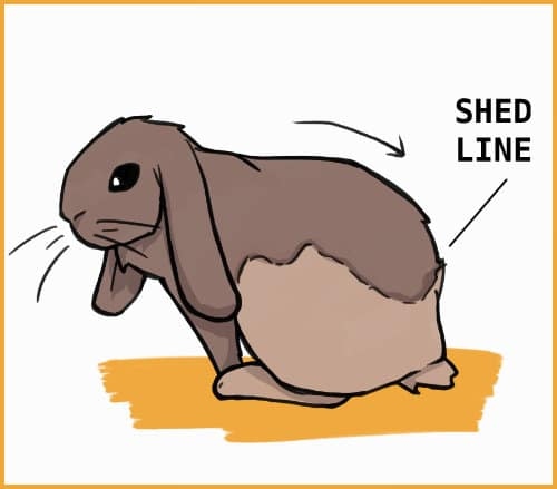 Rabbits do shed, and the process can last several weeks.