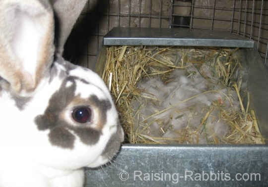 Rabbits have litters of anywhere from one to twelve baby bunnies, called kittens.