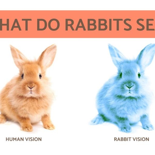 Rabbits have very good eyesight and can see a wide range of colors.