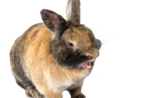 Rabbits have very sharp and powerful claws that they use for grinding down their teeth.
