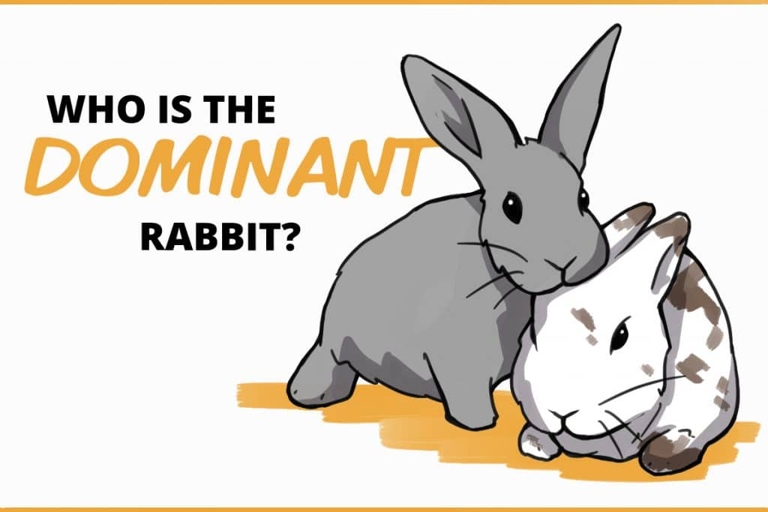 Rabbits jump over each other to express dominance and to establish a hierarchy.