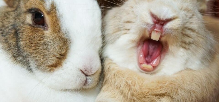 Rabbits like to chew on paper because it helps them keep their teeth clean and sharp.