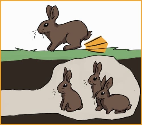 Rabbits may also try to communicate by thumping their hind legs on the ground.