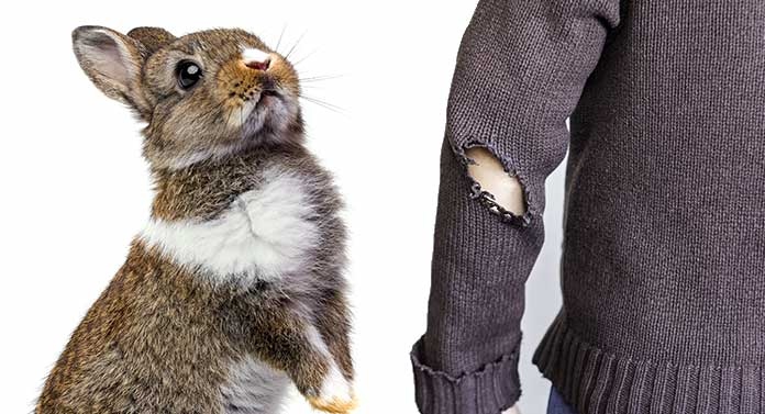Rabbits may bite your clothes as a way to communicate that they are uncomfortable or want to be left alone.