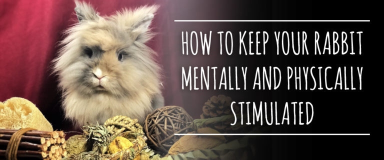 Rabbits need stimulation to stay healthy both mentally and physically.