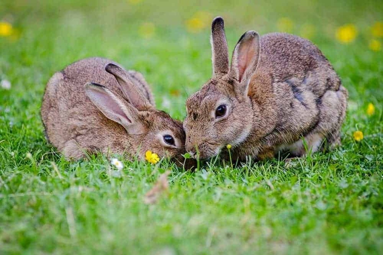 Rabbits need to exercise regularly to stay healthy and avoid health problems.
