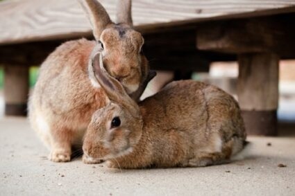 Rabbits nip as a form of communication and play.