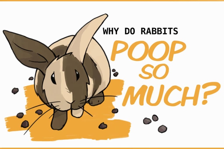 Rabbits poop a lot because their digestive system is very efficient.