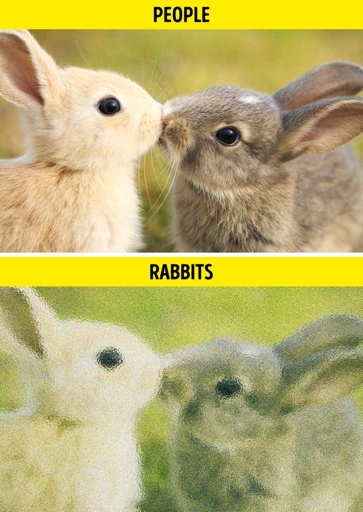 Rabbits see the world in a different way than we do, with their eyes on the sides of their head.