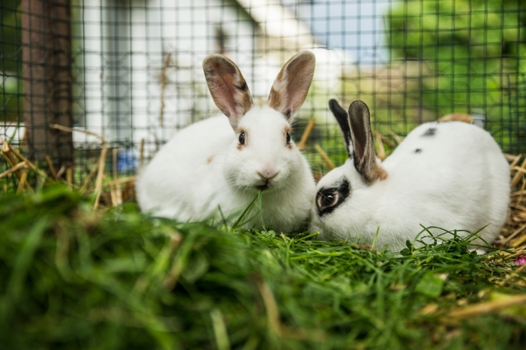 Rabbits should be kept outside in a hutch to protect them from cats.