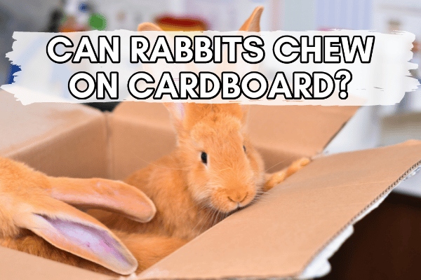 Rabbits should not eat cardboard because it is more dangerous for them than paper.