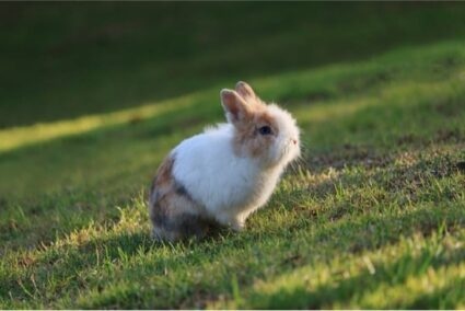 Rabbits stay small because they are not given enough food.