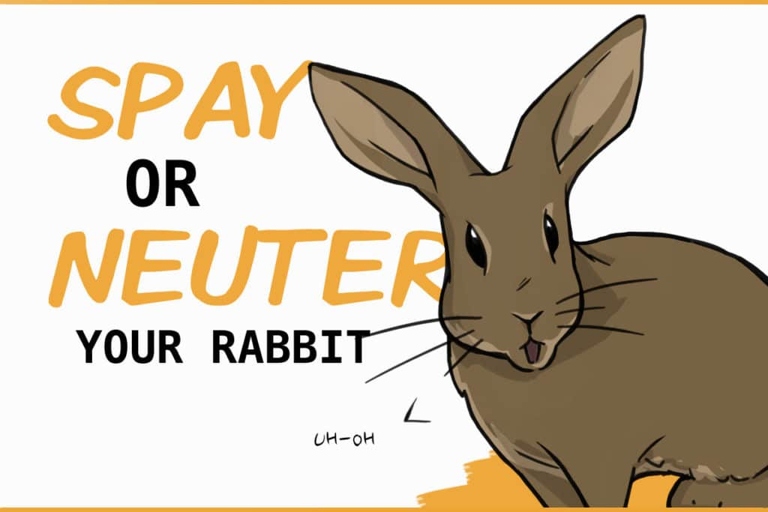 Rabbits that are spayed or neutered tend to be calmer and less active.