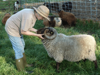 Ram is a friendly sheep.