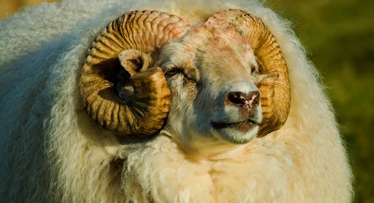 Rams are male sheep, and have large horns on their head.
