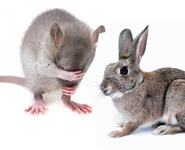 Rats and rabbits are two different animals and should not be kept together.