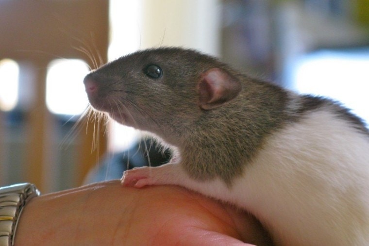 Rats are known to be social creatures, so it's important to spend time bonding with your new pet.