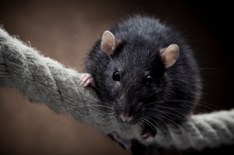 Rats are most likely to hide in small, dark, and enclosed spaces.