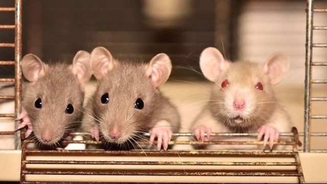 Rats are social creatures that enjoy being around people.