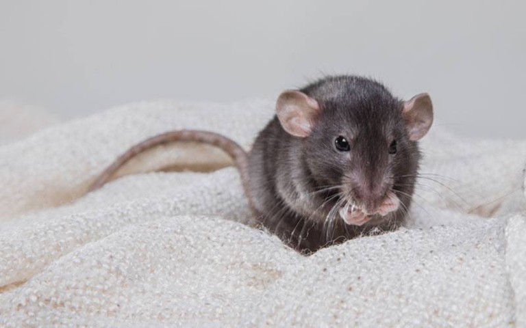 Rats squeak when they are petted to show their displeasure.