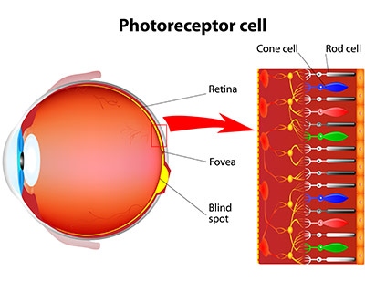 Rod cells are the cells in the eye that are responsible for night vision.