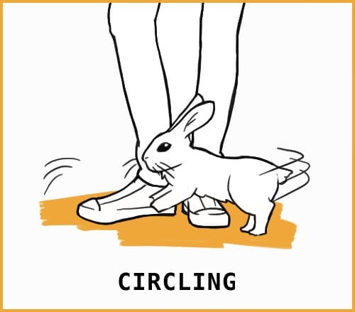 Running in circles is a common behavior for rabbits.