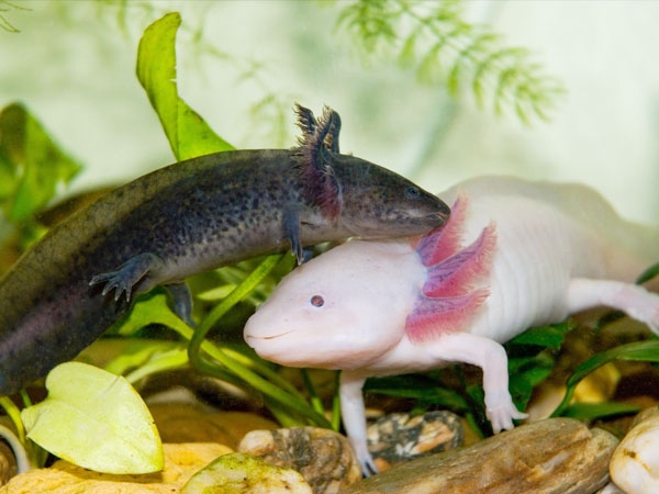 Salamanders and axolotls can live together in the same environment.